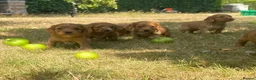 Cocker Spaniel dogs for sale: Stunning Red cocker spaniels  in Norwich - Advert 5