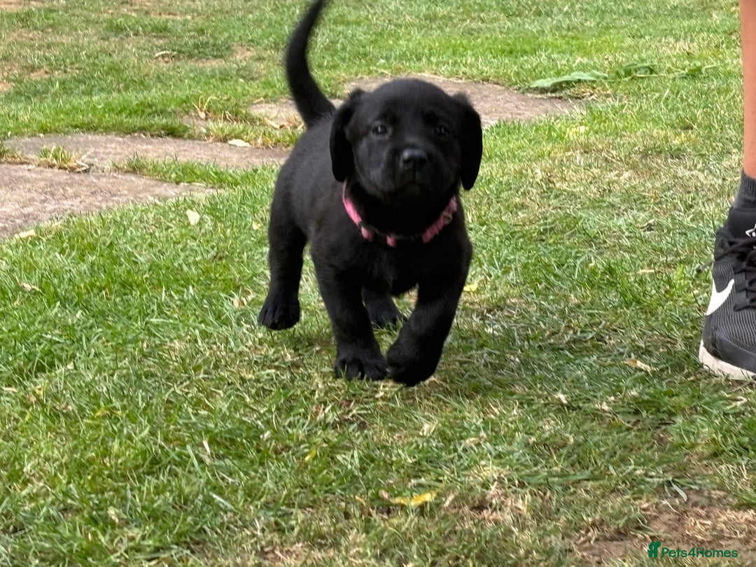 Labrador Retriever dogs for sale: KC reg Labrador puppies handled by children  - Image 12