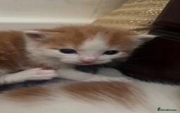 Mixed Breed cats for sale: 3 Beautiful kittens - Image 3