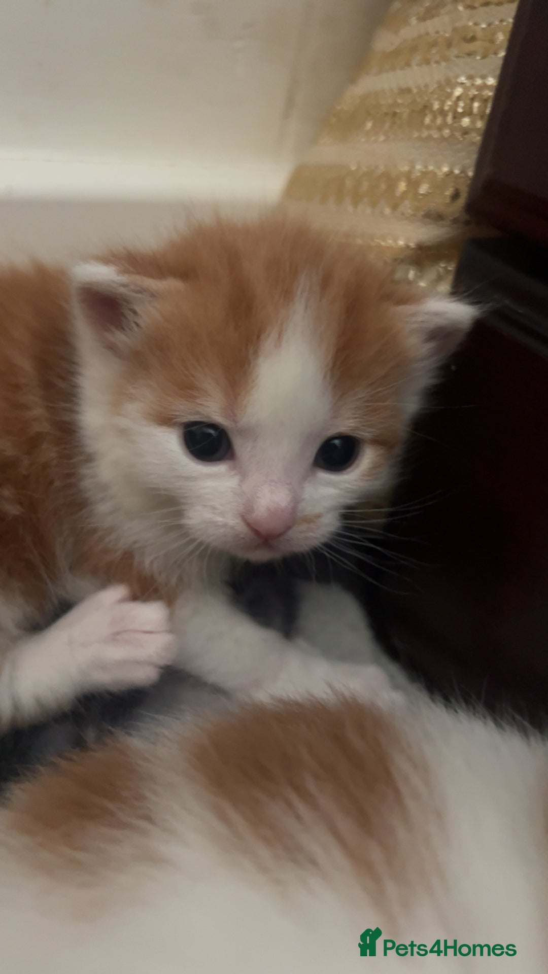 Mixed Breed cats for sale: 3 Beautiful kittens - Image 3