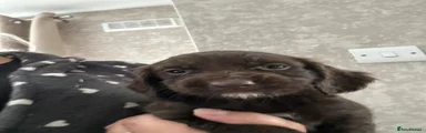 Cocker Spaniel Puppy 3