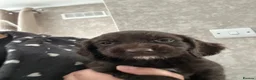 Cocker Spaniel dogs for sale: Cocker spaniel puppies - Advert 17