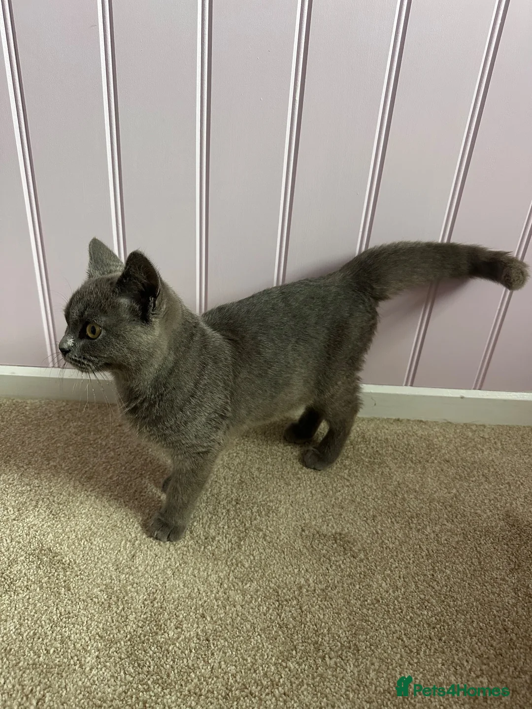 British Shorthair cats for sale: Lovely british shorthair kitten for sale in Bradford - Advert 2