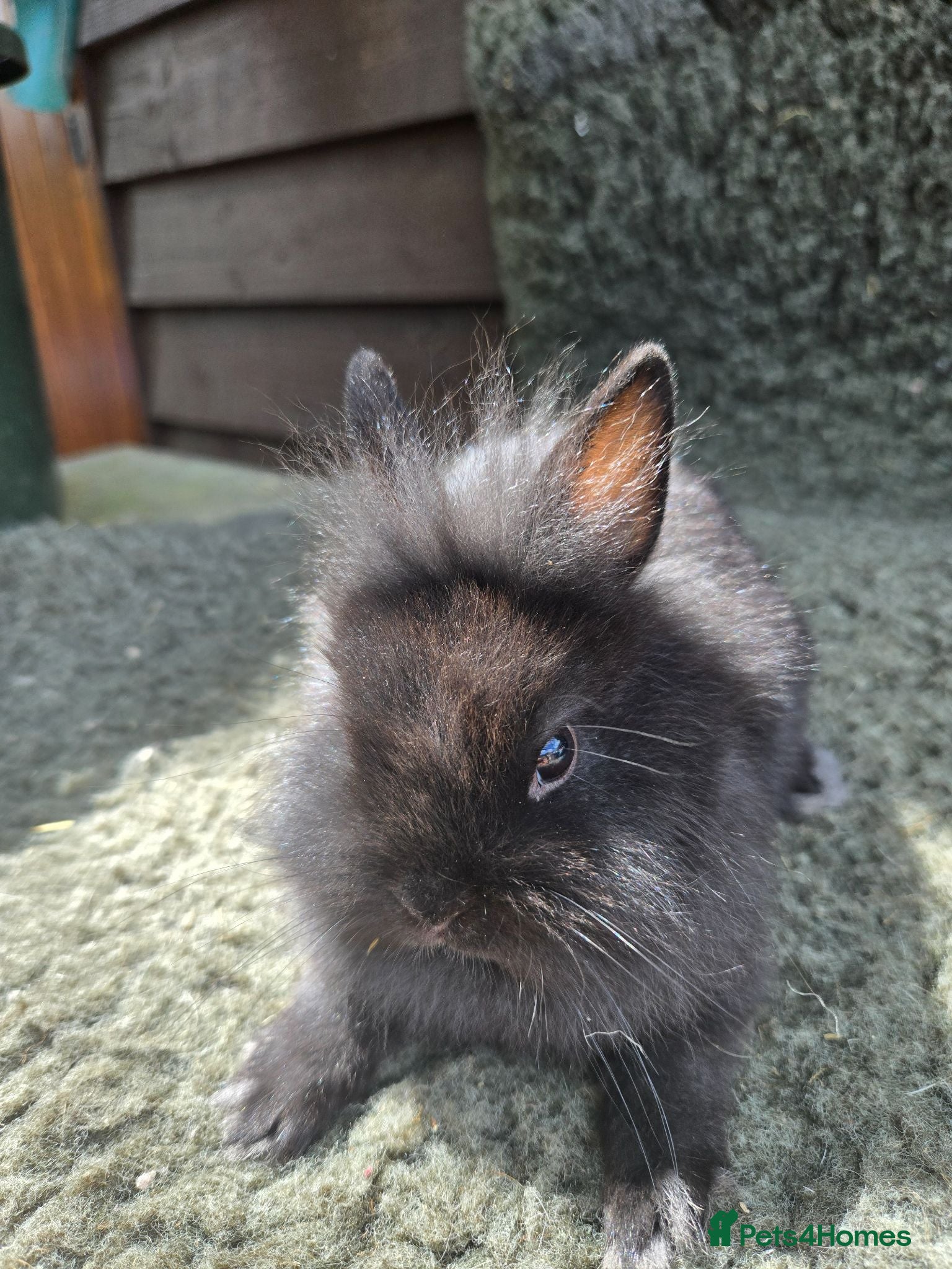 Netherland Dwarf rabbits Netherland Dwarf Babies ONLY 2 bucks LEFT - Advert 2