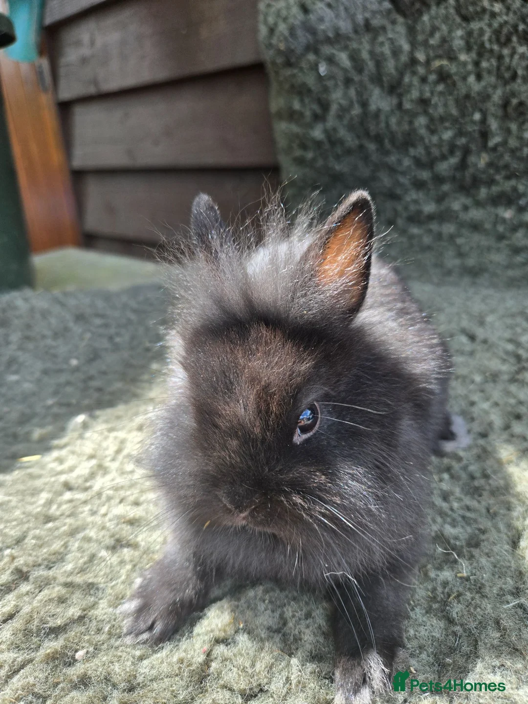Netherland Dwarf rabbits for sale: Netherland Dwarf Babies ONLY 2 bucks LEFT - Advert 2