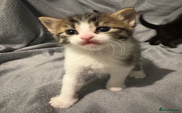 Domestic Shorthair cats for sale: 5 Beautiful Kittens 🖤 - Image 8