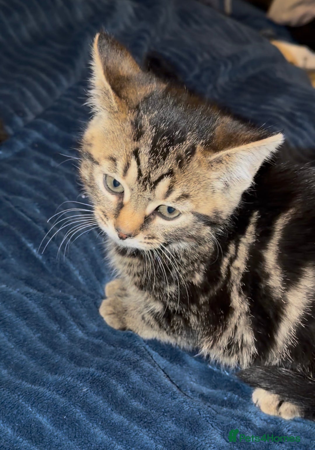 Domestic Shorthair cats for sale: Female Tabby domestic short hair kitten - Advert 5