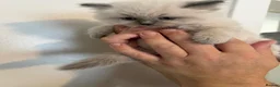Ragdoll cats for sale: Ragdoll kittens - Advert 9