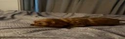 Cocker Spaniel dogs for sale: (2 left) KC show type cocker spaniel puppies - Advert 19