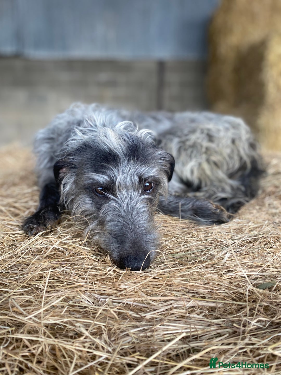 Mixed Breed dogs for sale: Bedlington whippet puppies  - Advert 15