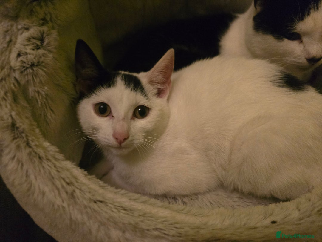 Bombay cats for sale: Kitten 3 months - Advert 1