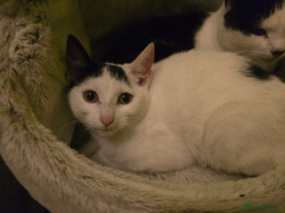 Bombay cats Kitten 3 months - Advert 1