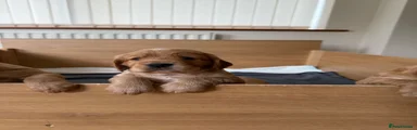 Cocker Spaniel 3