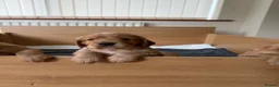 Cocker Spaniel dogs for sale: Gorgeous Working Cocker Spaniels in Northallerton - Advert 11