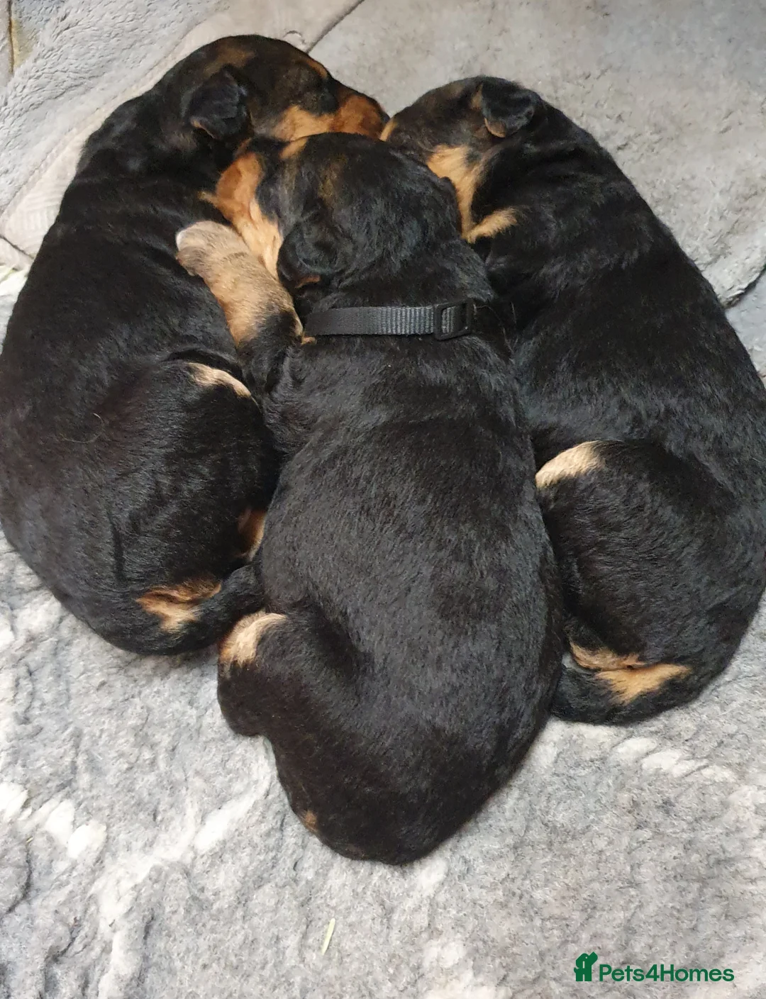 Airedale Terrier dogs for sale: Airedale puppies from health tested parents  - Advert 2