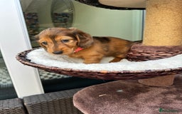 Dachshund dogs for sale: KC Registered Quality Mini Dachshunds long hair  - Image 21