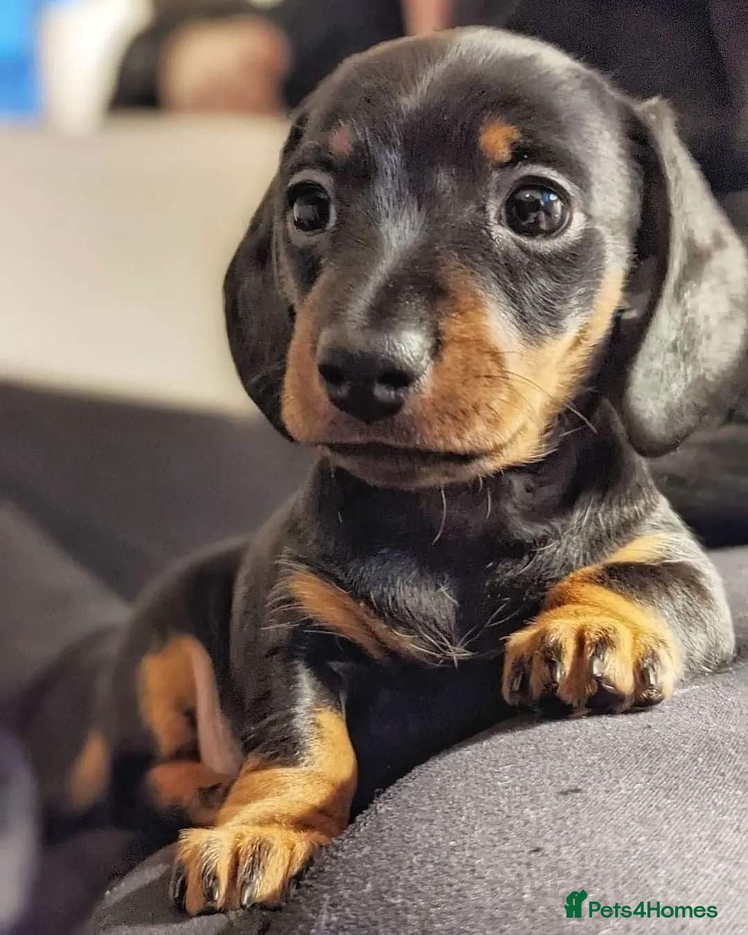 Miniature Dachshund dogs LAST BOY READY NOW FOR LOVING HOME 💙🏡 - Advert 2