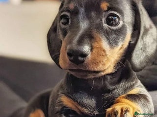 Miniature Dachshund dogs LAST BOY READY NOW FOR LOVING HOME 💙🏡 - Advert 2