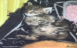 British Shorthair cats for sale: Four Adorable Kittens  - Image 16