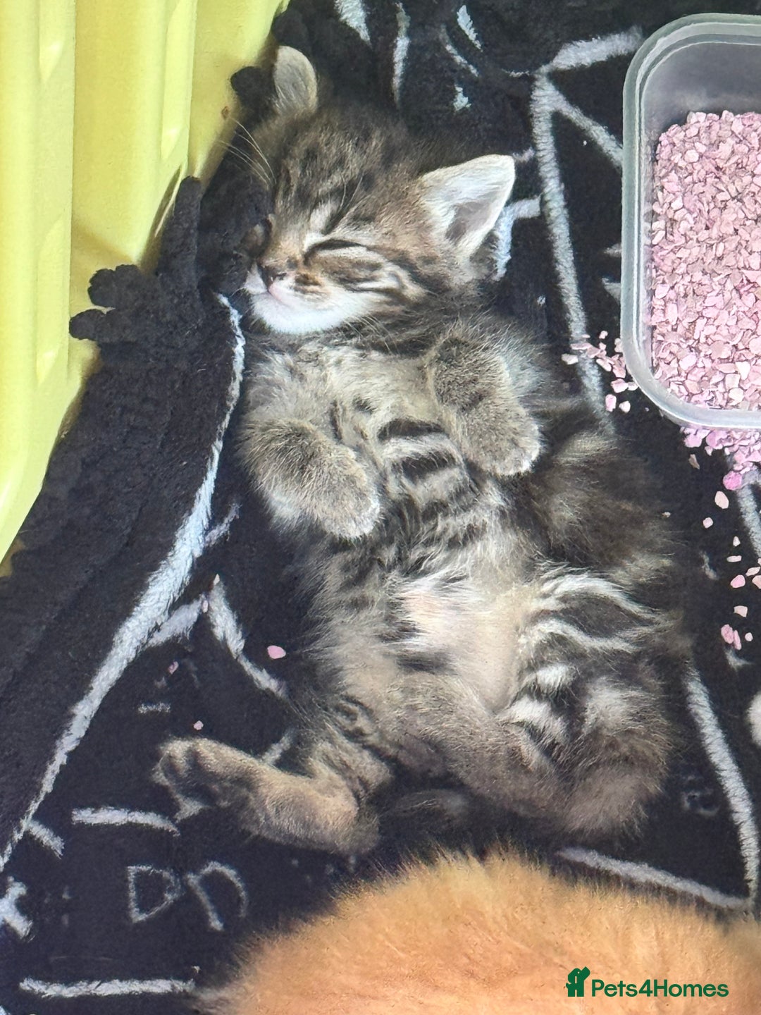 British Shorthair cats for sale: Four Adorable Kittens  - Image 16