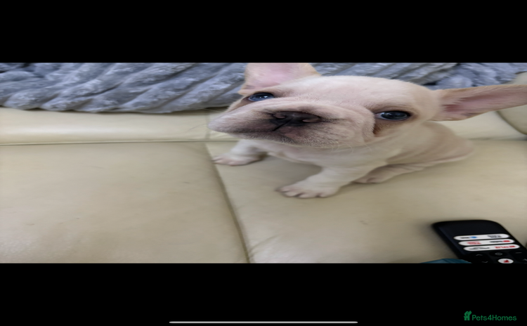French Bulldog dogs Last female  French bulldogs available  - Advert 14