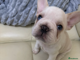 French Bulldog dogs Last female French bulldogs available - Advert 14