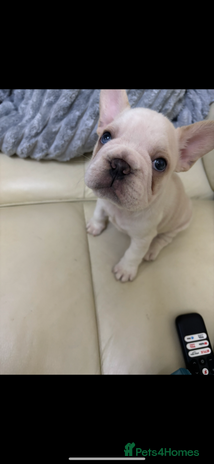 French Bulldog dogs Last female French bulldogs available - Advert 14