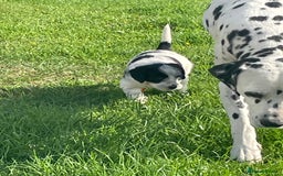 Mixed Breed dogs for sale: Rare Dalmadoodle puppies 🐶 🩷  - Image 18