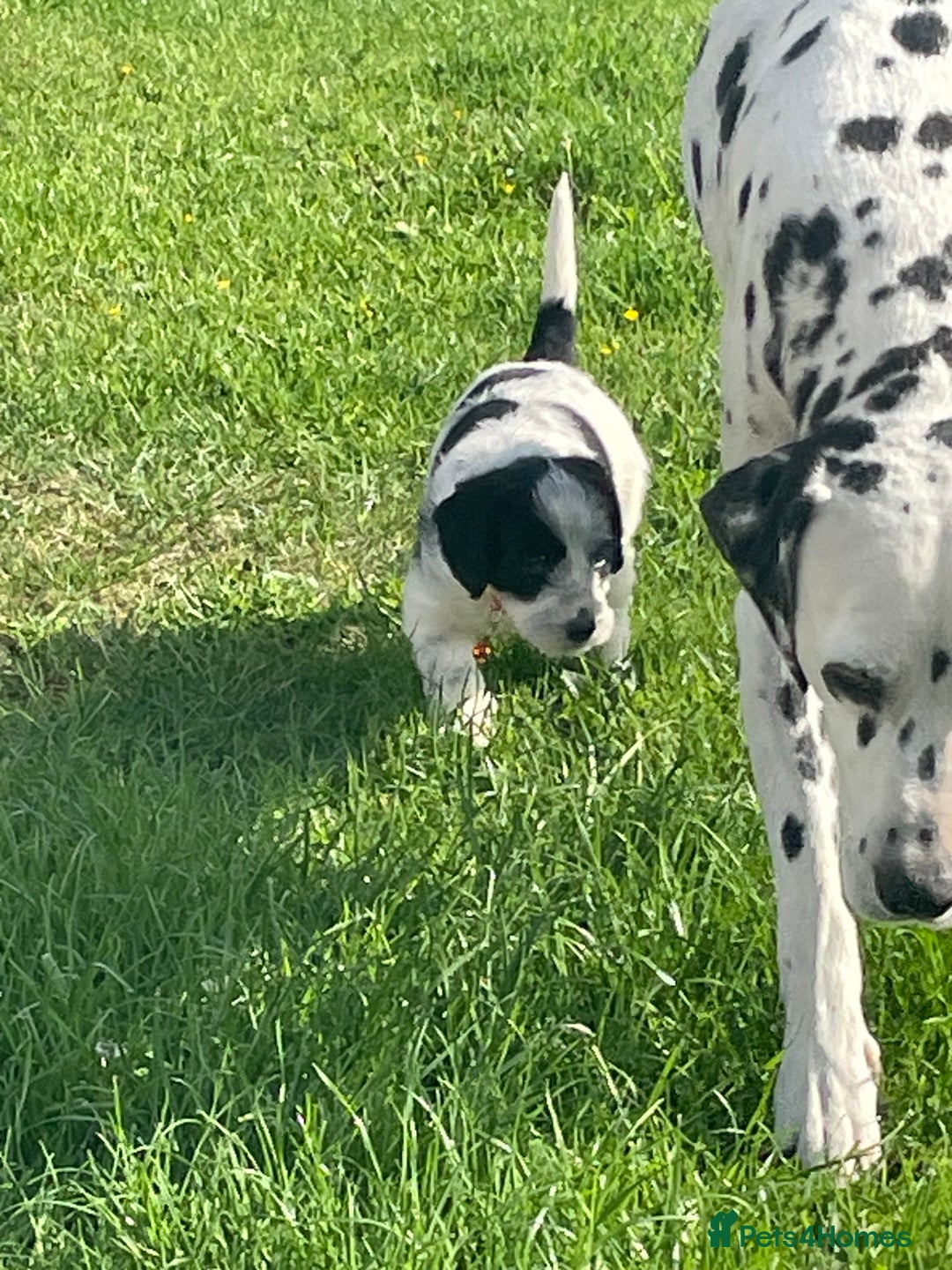 Mixed Breed dogs for sale: Rare Dalmadoodle puppies 🐶 🩷  - Image 18