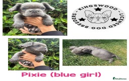French Bulldog dogs for sale: *Fluffy French Bulldog Pups-4 reserved* - Image 5