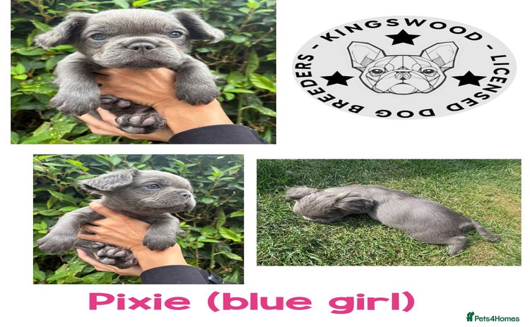 French Bulldog dogs - Advert 4