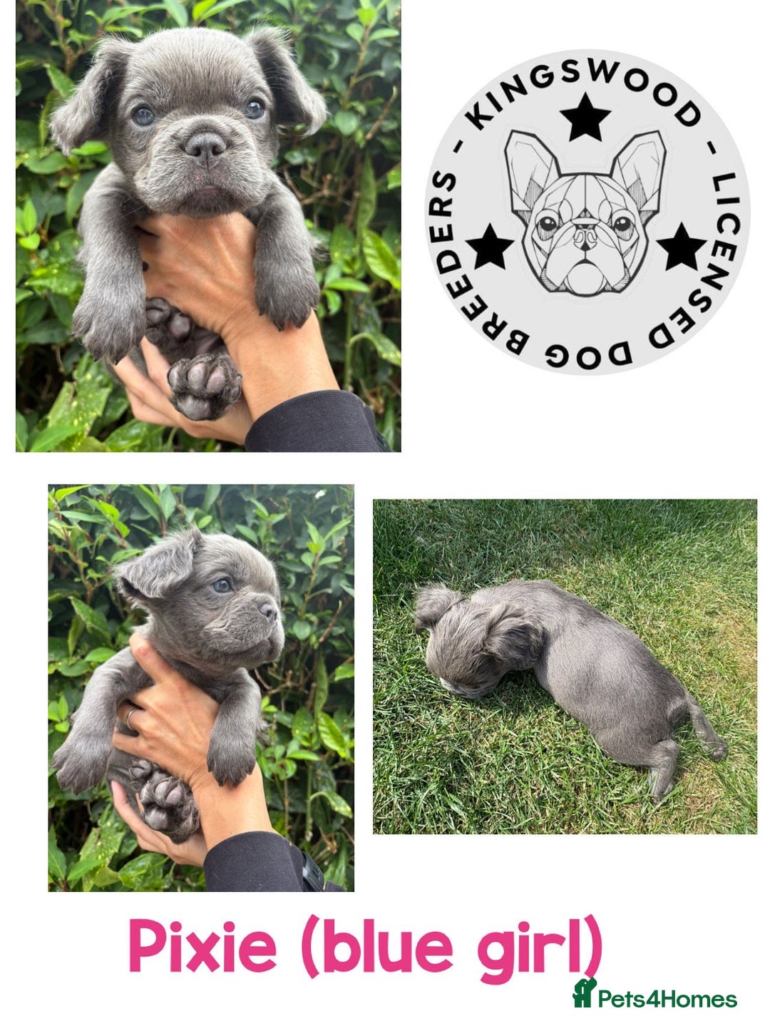 French Bulldog dogs for sale: *Fluffy French Bulldog Pups-4 reserved* - Image 5