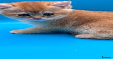 British Shorthair cats - Advert 2