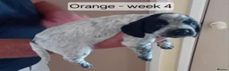 Cocker Spaniel dogs for sale: Stunning Blue Roan Working Cocker Spaniel Puppies in Rugby - Advert 2