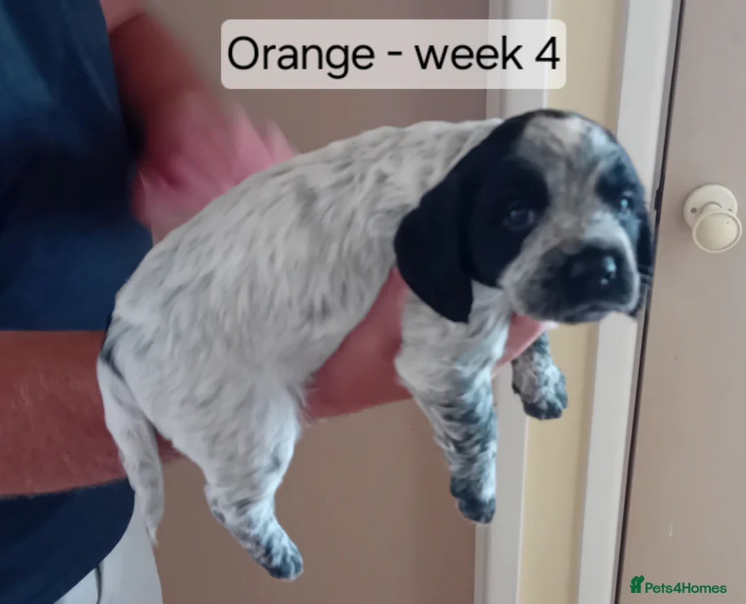 Cocker Spaniel dogs for sale: Stunning Blue Roan Working Cocker Spaniel Puppies in Rugby - Advert 2