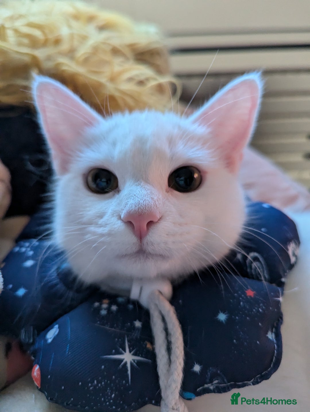 Domestic Shorthair cats for sale: Heartbreaking Rehome-18 month old Pure White Cat x - Image 26