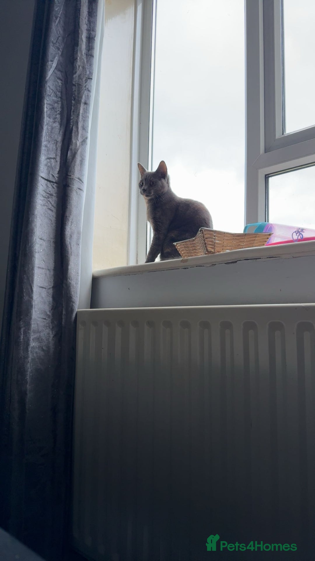 Chartreux cats for sale: Skye  - Advert 6