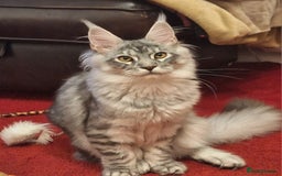 Maine Coon cats for sale: Lintons Pride Maine Coon Kittens. Ready Now - Image 13
