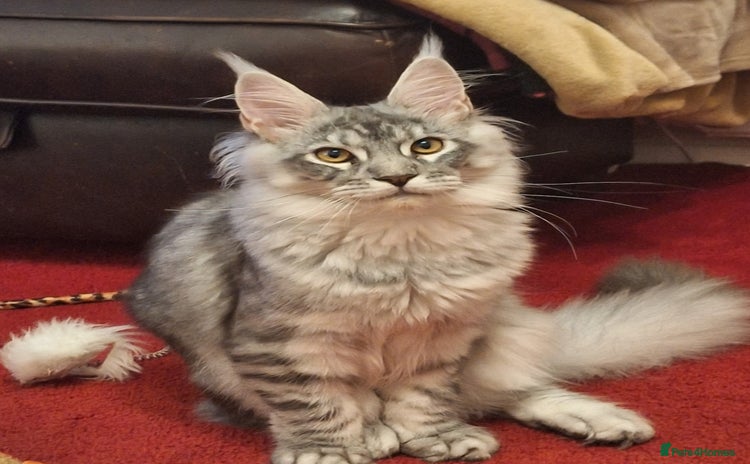 Maine Coon cats - Advert 14