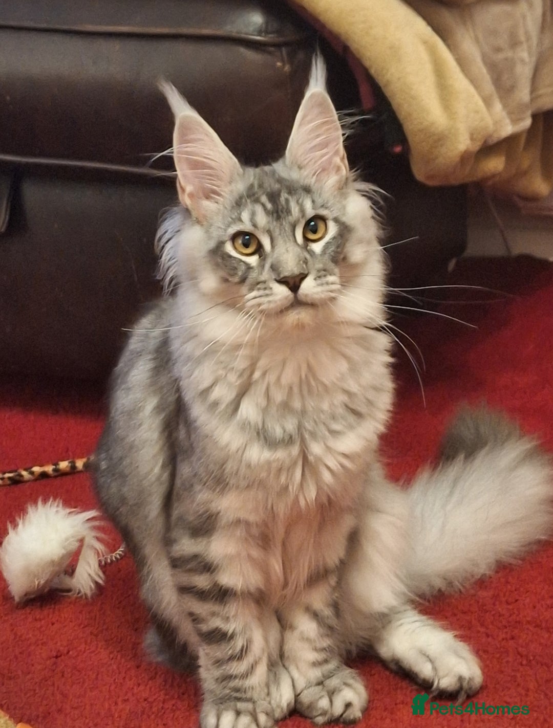 Maine Coon cats for sale: Lintons Pride Maine Coon Kittens. Ready Now - Image 13
