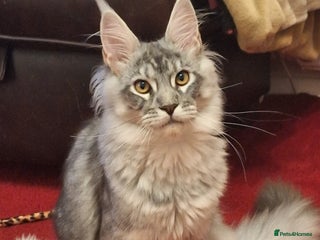 Maine Coon cats - Advert 10
