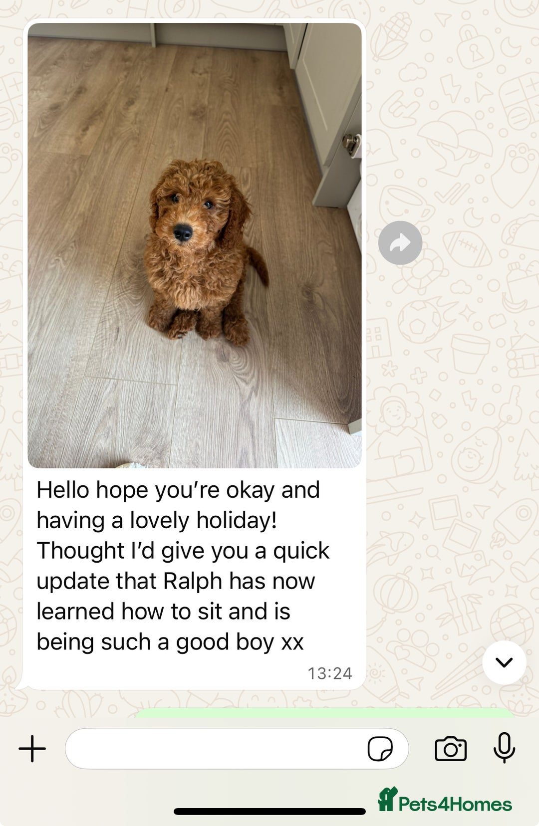 Cavapoo dogs for sale: Top Class Extensively tested Toy Cavapoo pups - Advert 17