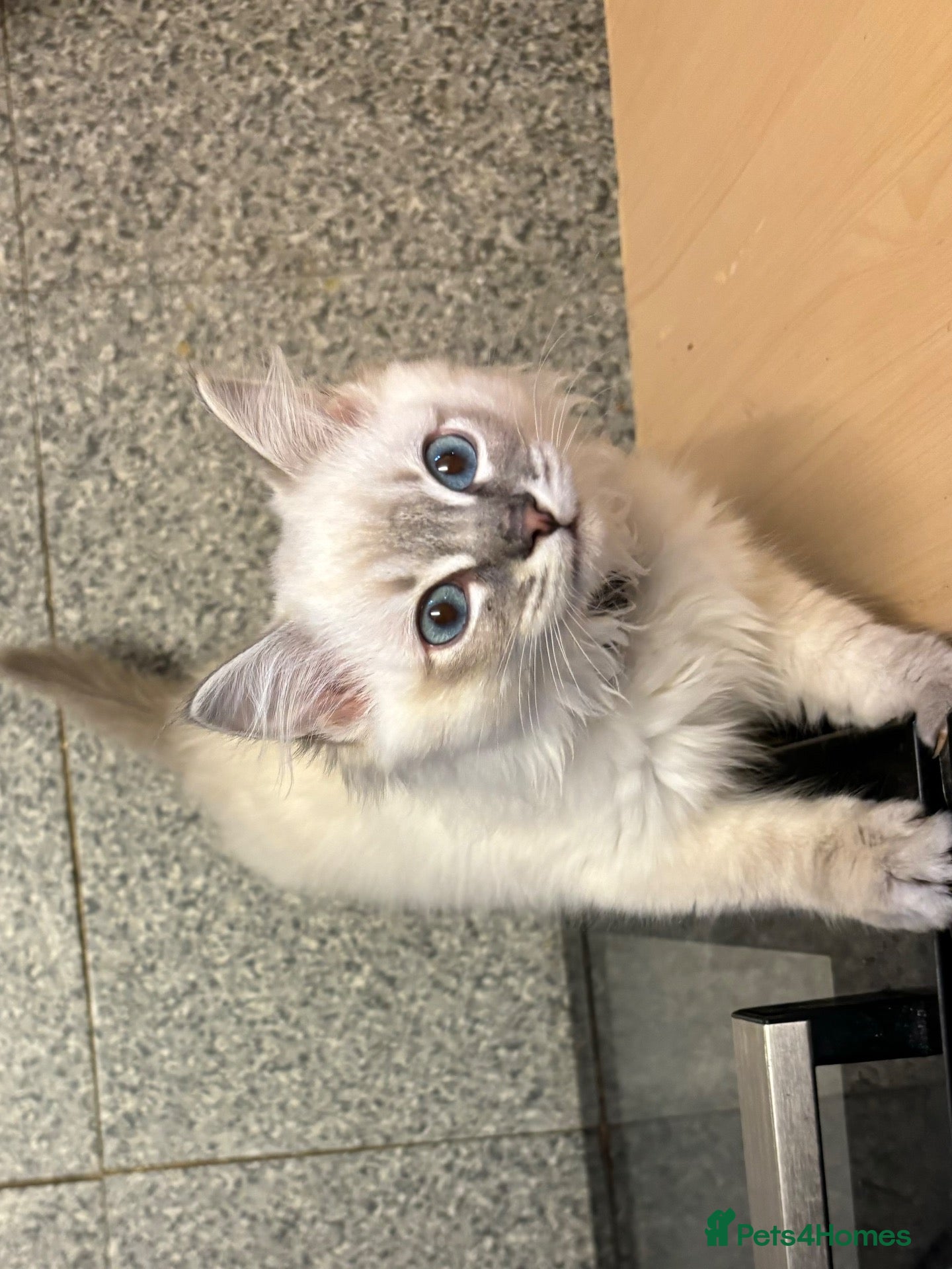 Ragdoll cats Blue point lynx boy and 2bicolour girl available!  - Advert 5