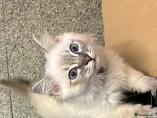 Ragdoll cats Blue point lynx boy and 2bicolour girl available! - Advert 5