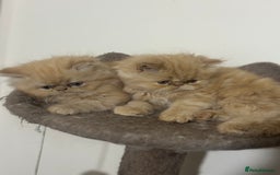 Persian cats for sale: Pedigree Persian Kittens ready to be rehomed - Image 23