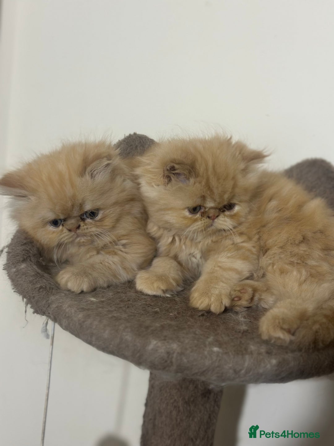 Persian cats for sale: Pedigree Persian Kittens ready to be rehomed - Image 23