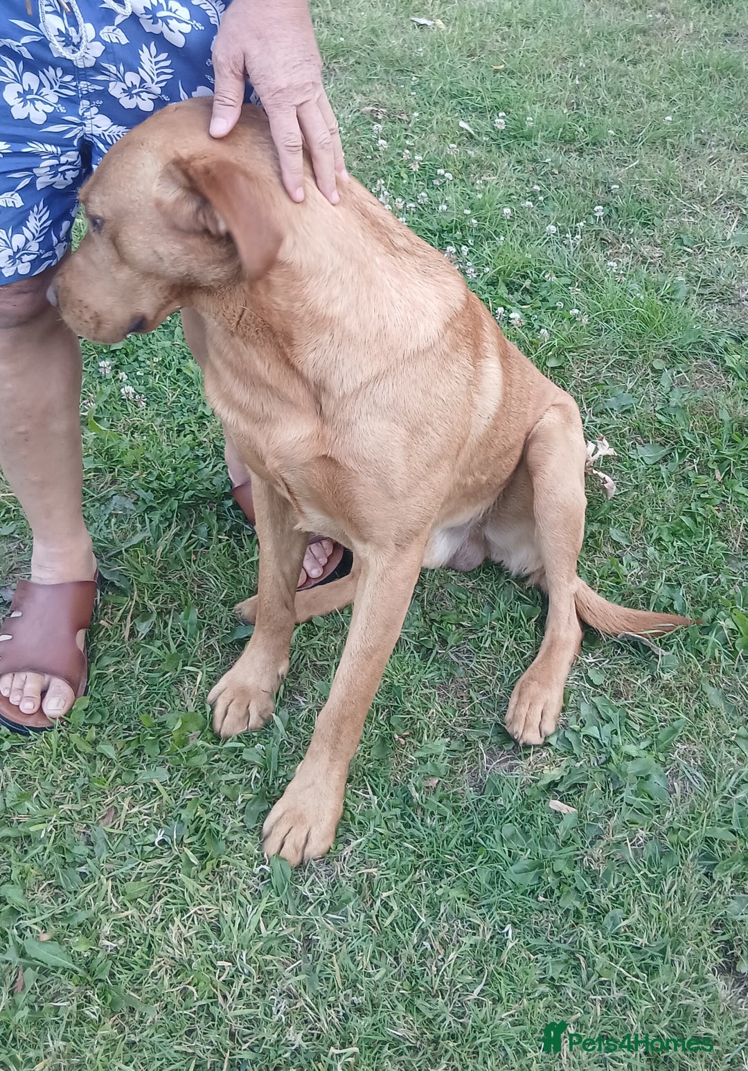 Labrador Retriever dogs for sale: 2 year old Male Fox Red Labrador KC reg for sale. - Image 3