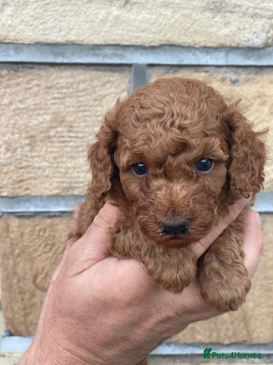 Toy Poodle dogs for sale: Only 2 boys left! Dark Red Toy Poodles  - Advert 5
