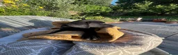 Labrador Retriever dogs for sale: Black labrador dogs - Advert 9