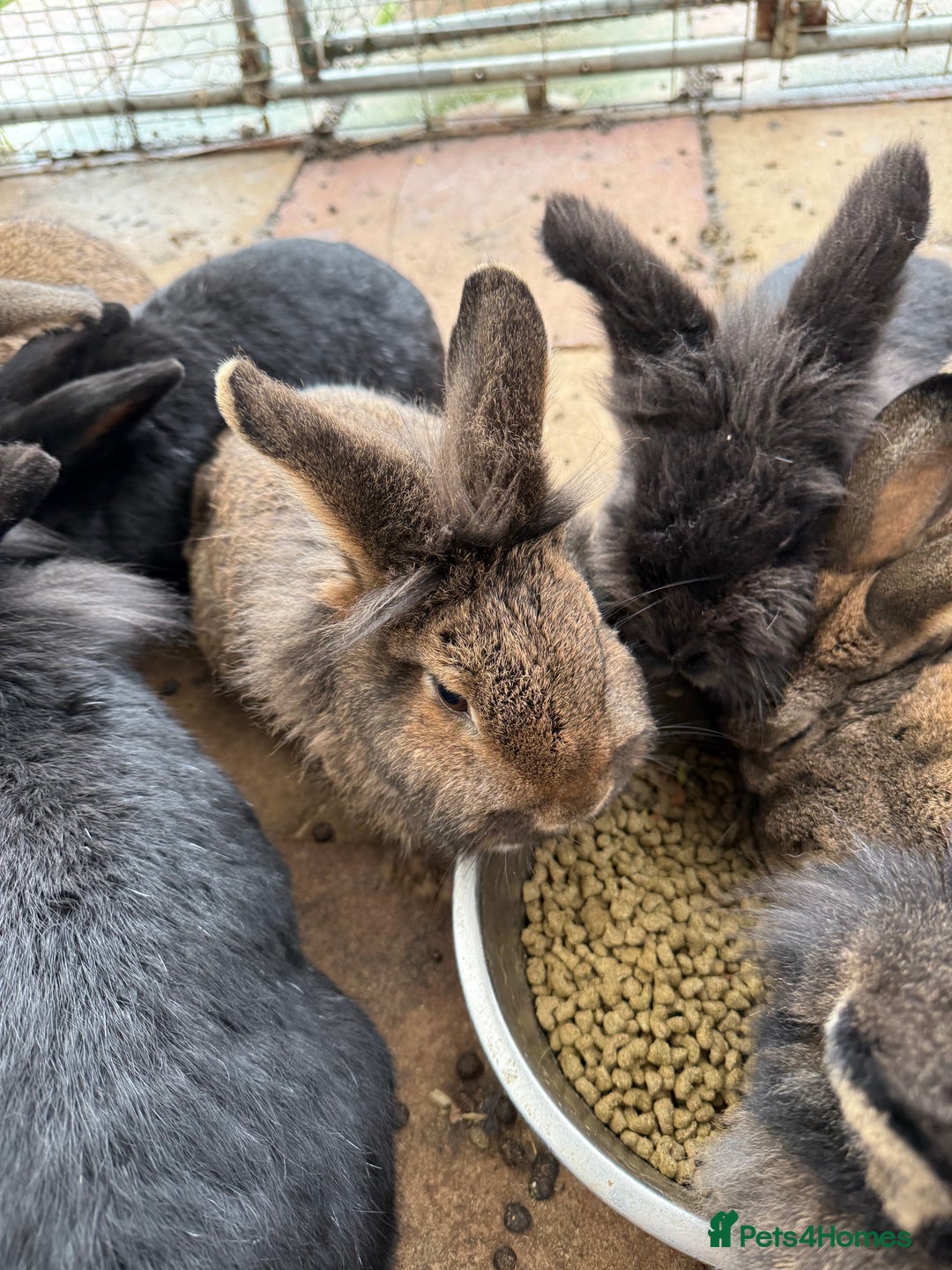 Mixed Breed rabbits for sale: Rabbits  - Advert 4